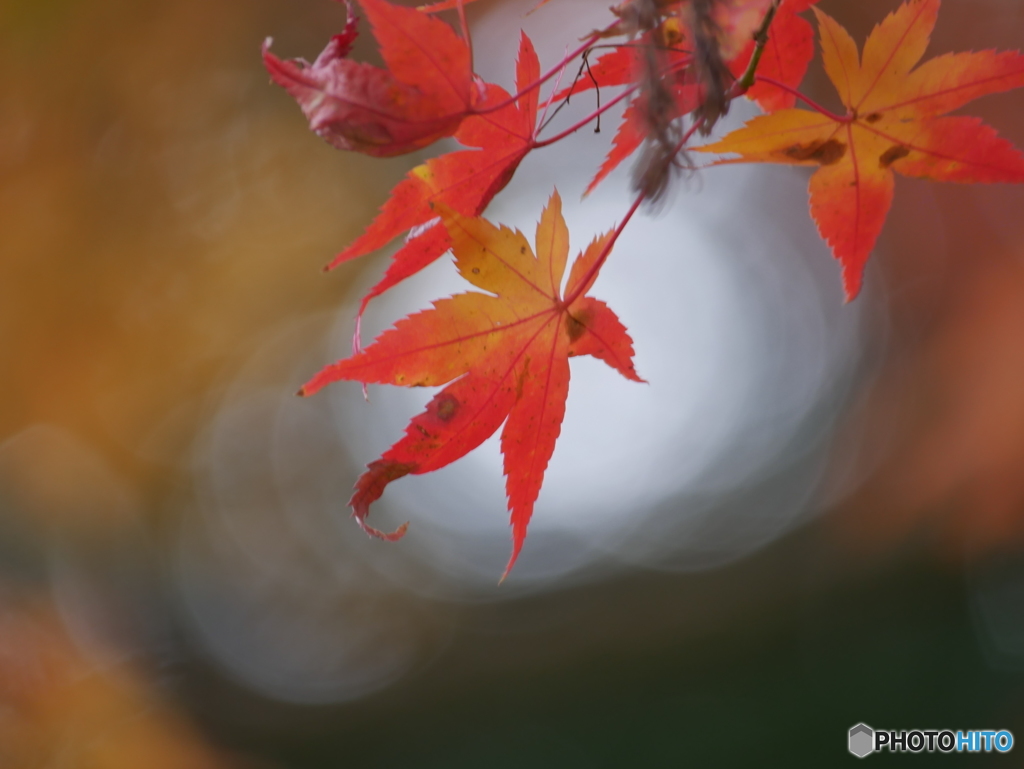 紅葉