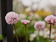 春色の鞠