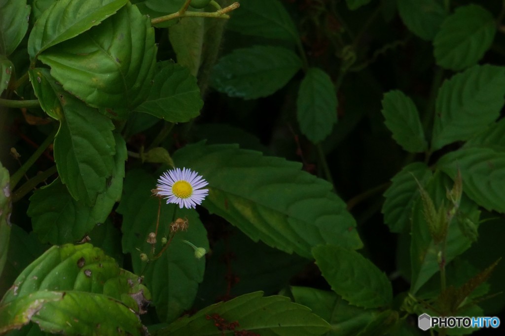 一輪ノ花