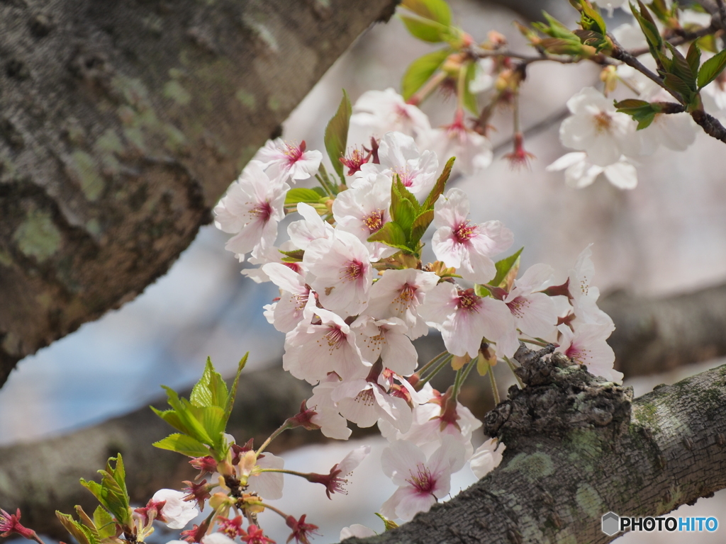 桜②