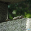 鳥居に乗せて何を願うか