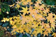 紅葉～黄～