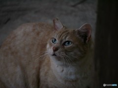 見上げる猫