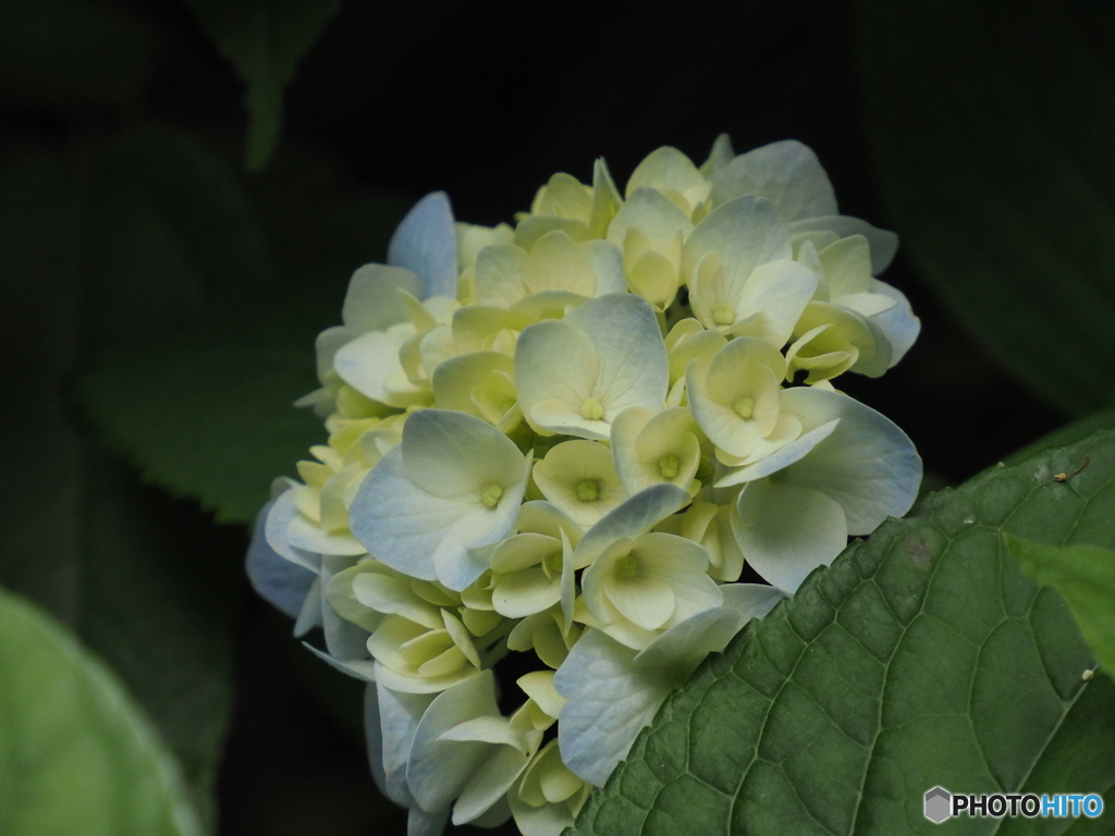 紫陽花