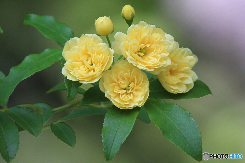 キミの花名(な)は