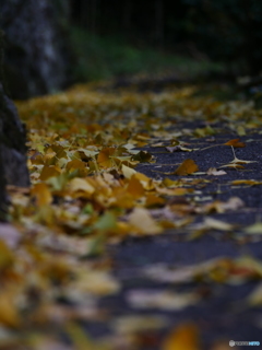 秋の小道②