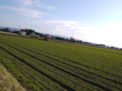 田んぼ