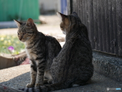 寄り添う猫たち