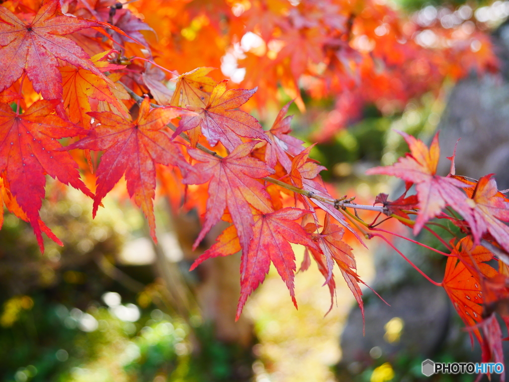 紅葉