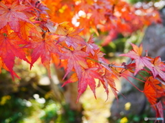 紅葉