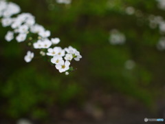 ユキヤナギ①