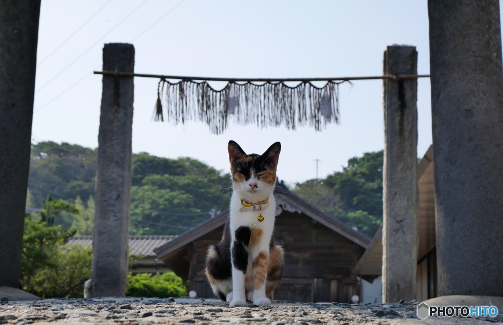 神社を守護する猫