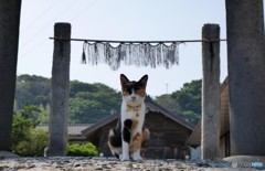 神社を守護する猫