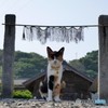 神社を守護する猫