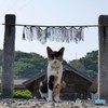 神社を守護する猫