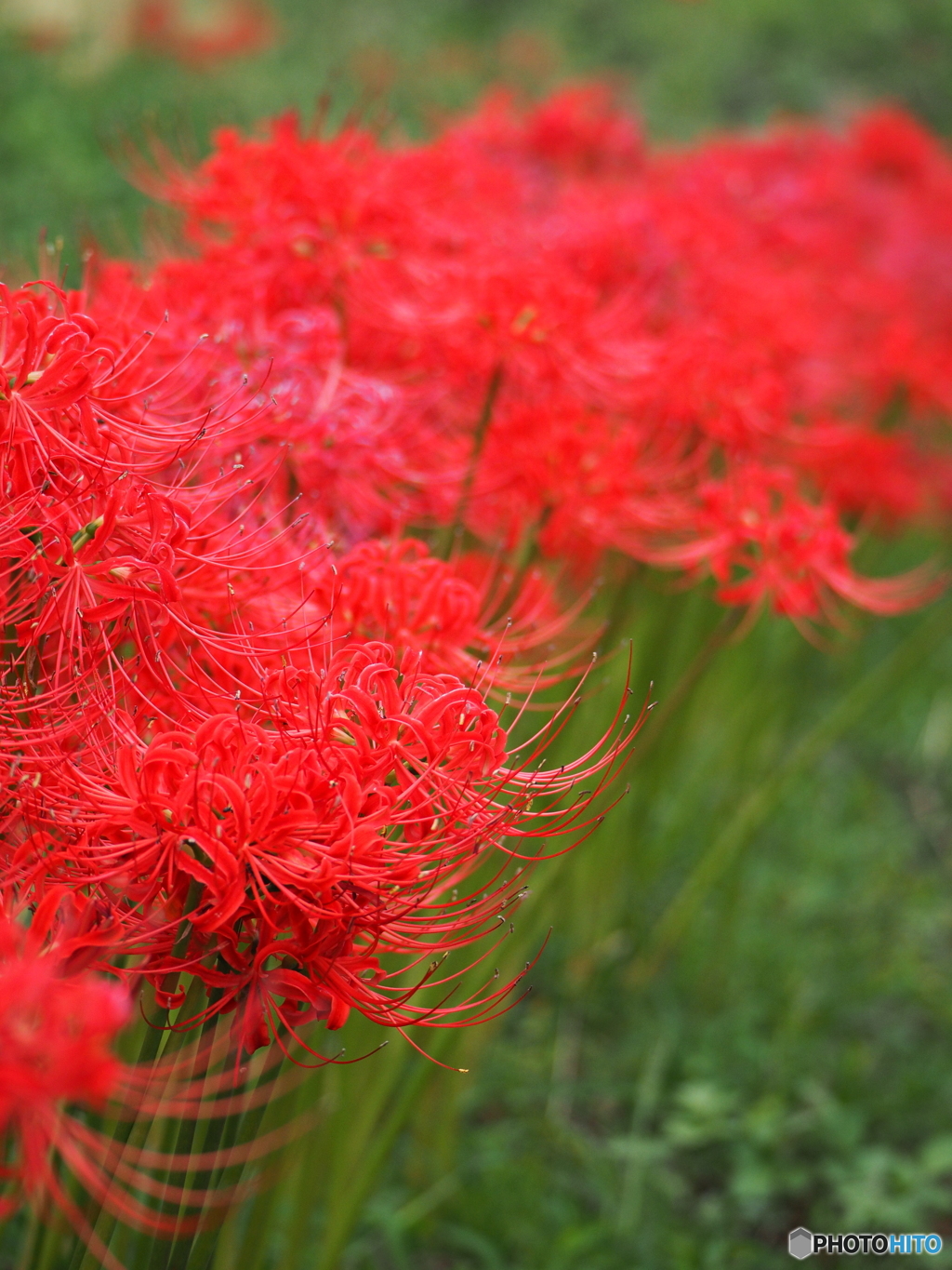 曼珠沙華