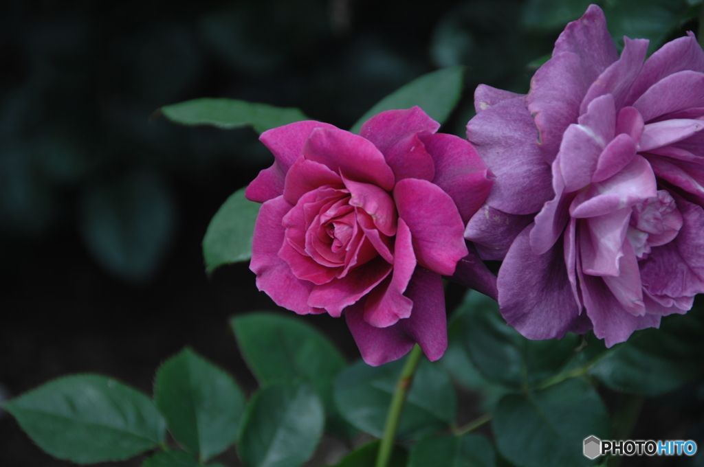 薔薇(purple)②