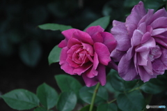 薔薇(purple)②