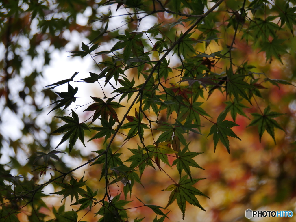 紅葉～緑～