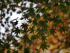 紅葉～緑～