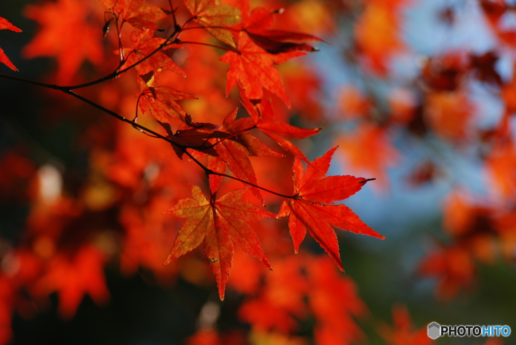 紅葉①