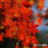 紅葉①