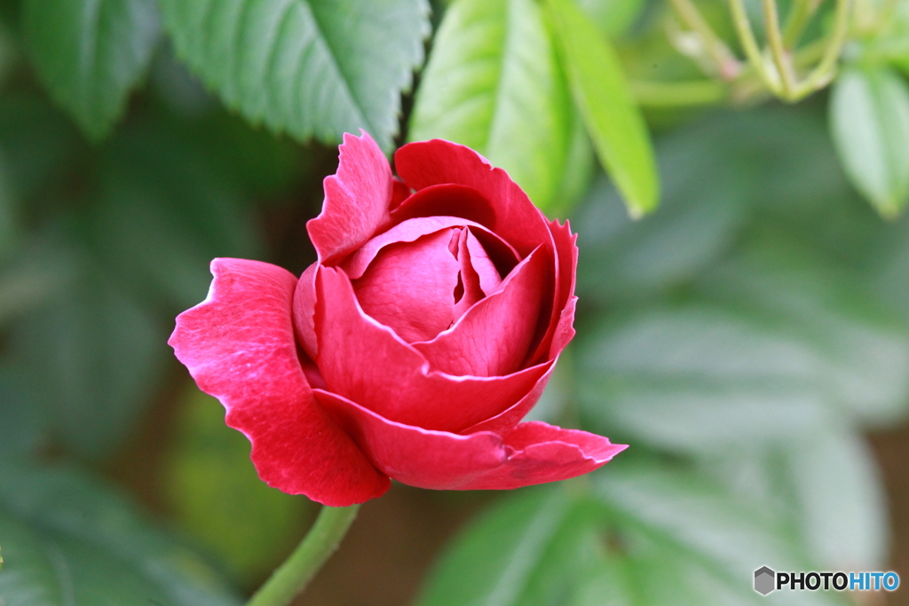 薔薇