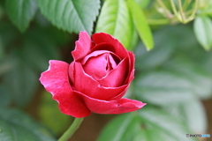 薔薇