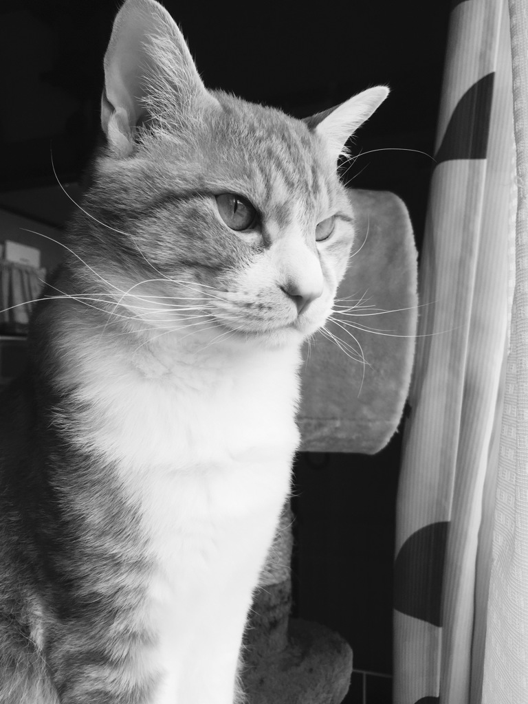 窓外を見る猫