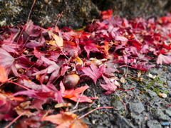 紅葉＆どんぐり