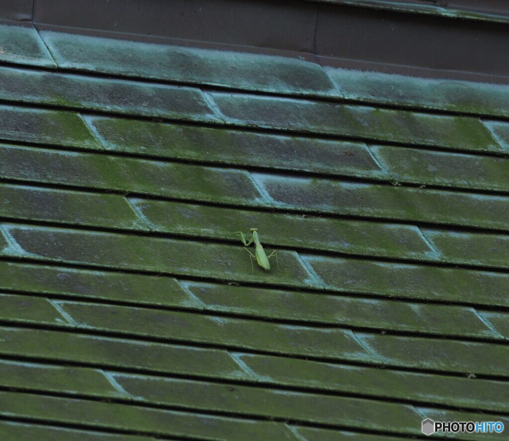 探検家カマキリ(笑)