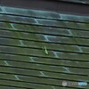 探検家カマキリ(笑)