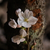 掛け花入れの如く