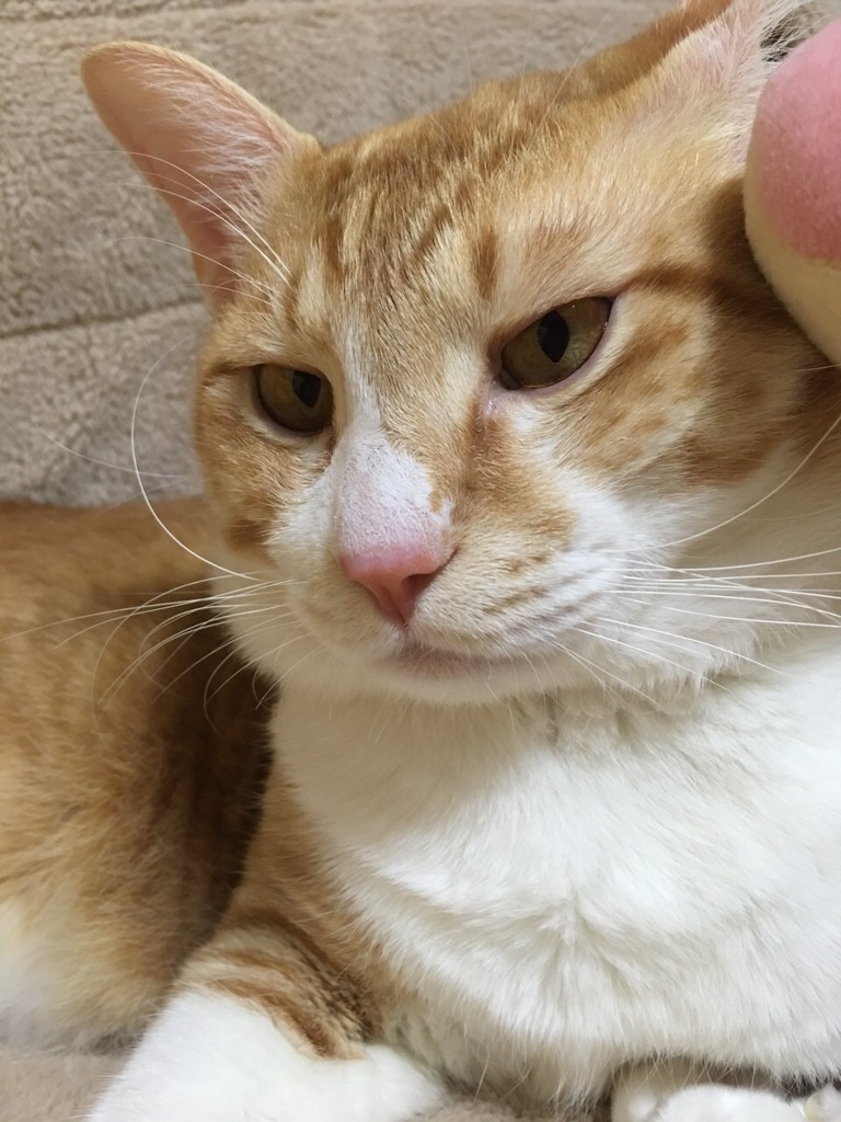 (｀・ω・´)キリッ