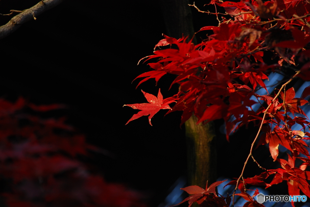 紅い