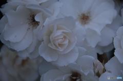 薔薇(white)