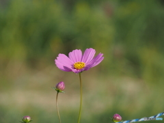 秋桜