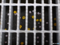 花弁の行く末
