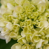 白い紫陽花