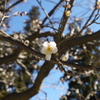 梅①