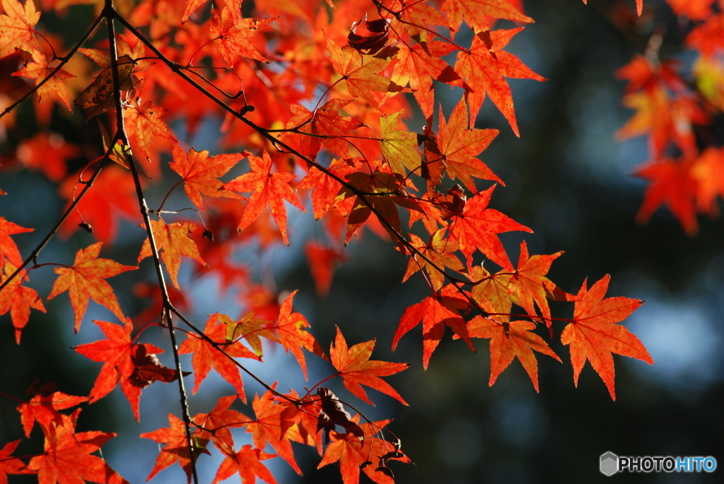 紅葉③
