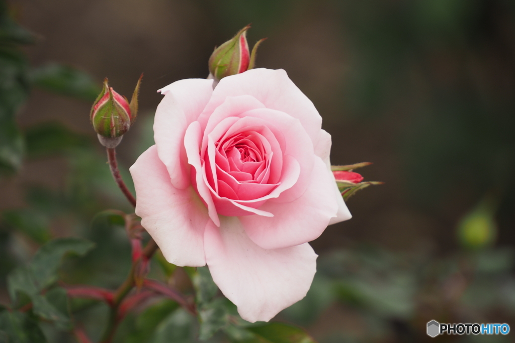 ピンク色の薔薇