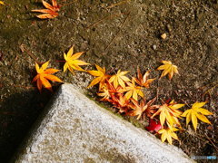 紅葉～黄色～