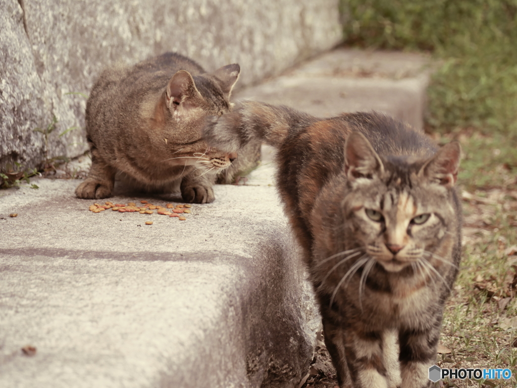 サビ「えい！」キジ「おい(;´･ω･)」