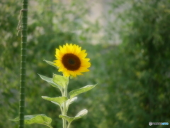 最後の向日葵