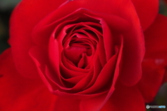 真っ赤な薔薇