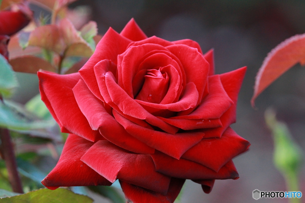 赤薔薇