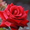 赤薔薇