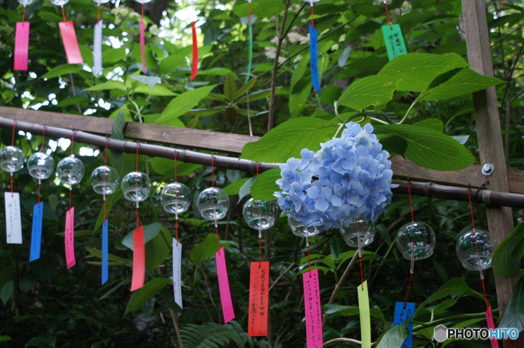 風鈴と紫陽花