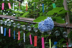 風鈴と紫陽花